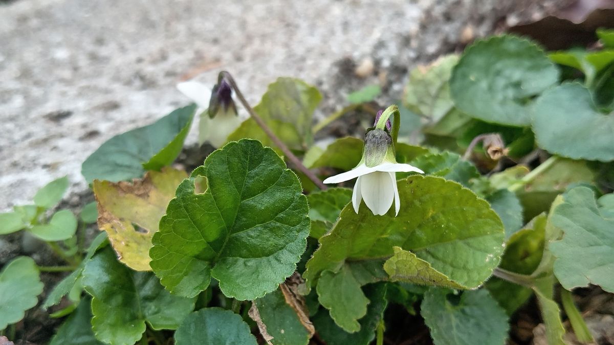 Megbolondult a természet? Október végén ibolya nyílik Balatonlellén