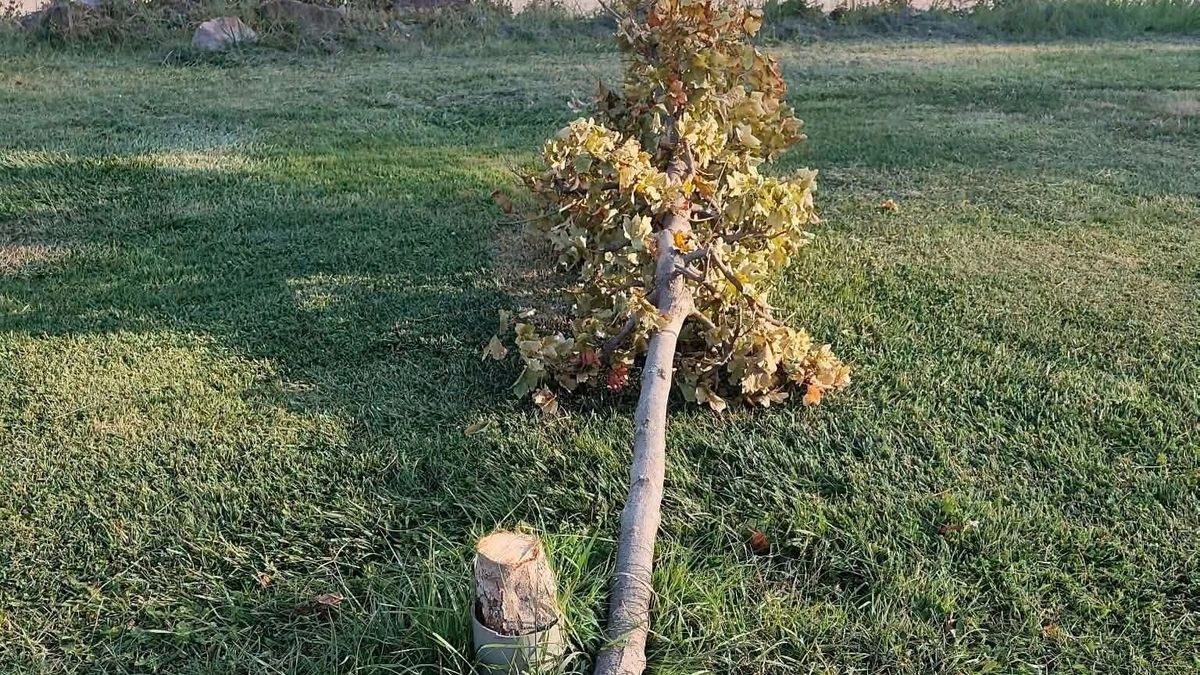 Famészárlás Siófokon: már a gázolajjal sem bajlódtak, tőből kivágták az önkormányzat csemetéit a parton