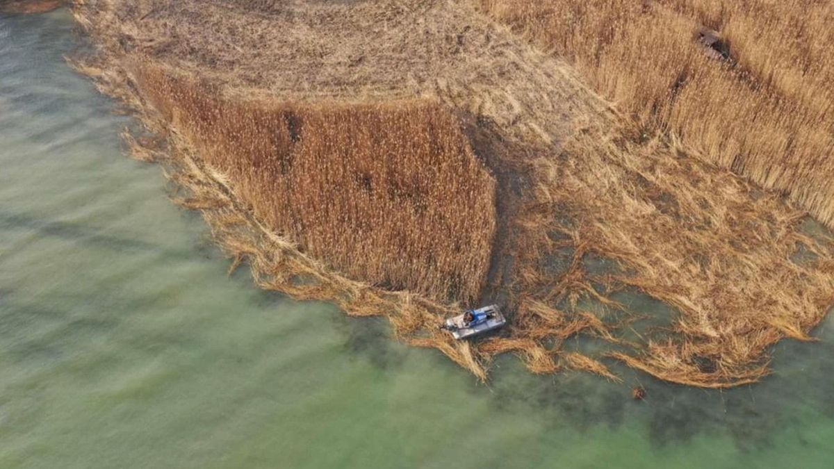 Markológép tarolta le a védett nádast a Balatonnál – döbbenetes pusztítás egy lakópark előtt