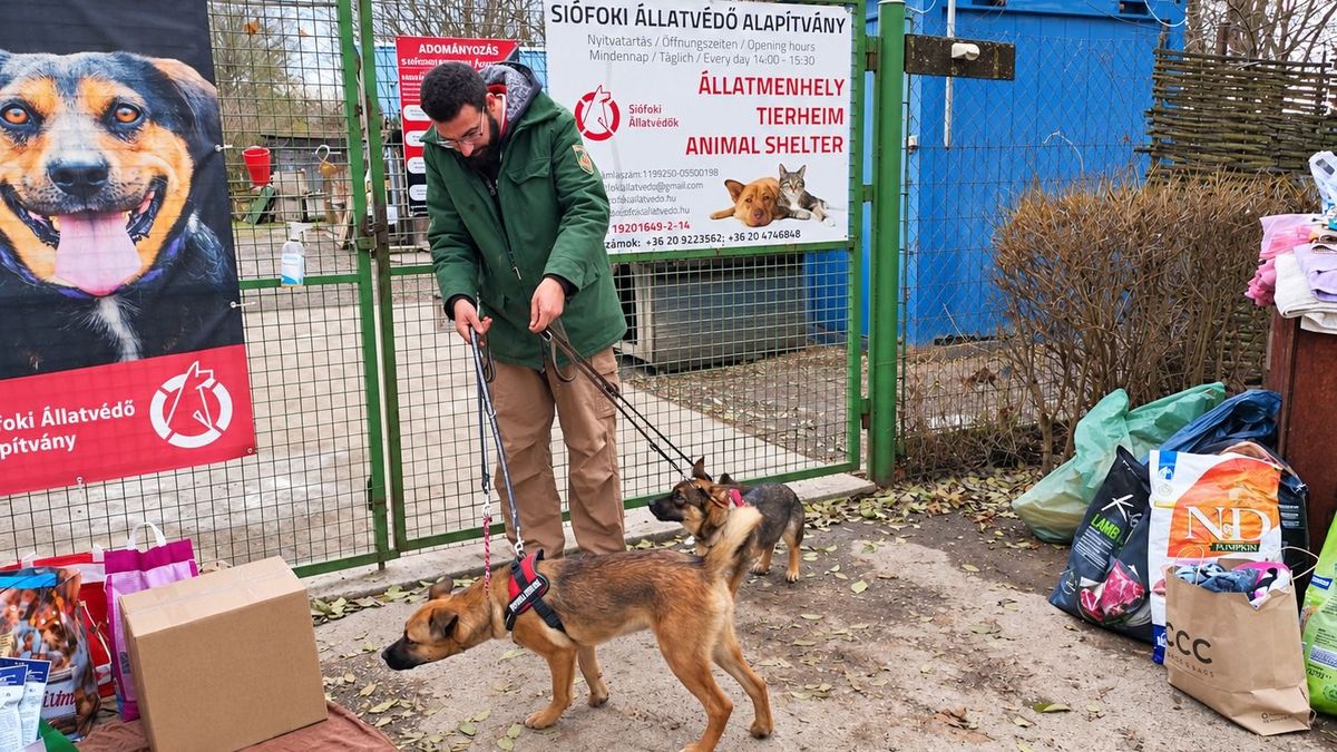 Balesetveszélyessé vált a kistestű kutyák közel harminc éve használt kennelsora