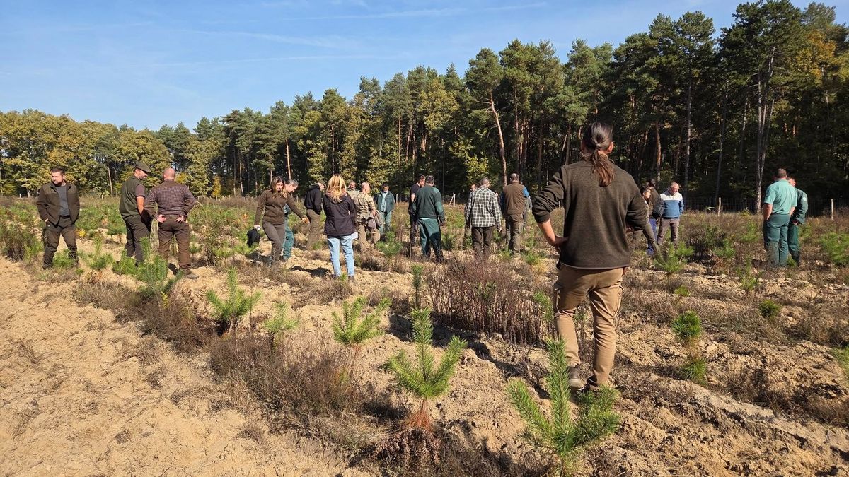 Mesterséges és természetes erdőfelújítási módszerek – Szakmai tanulmányút a Kaszó Zrt.-nél