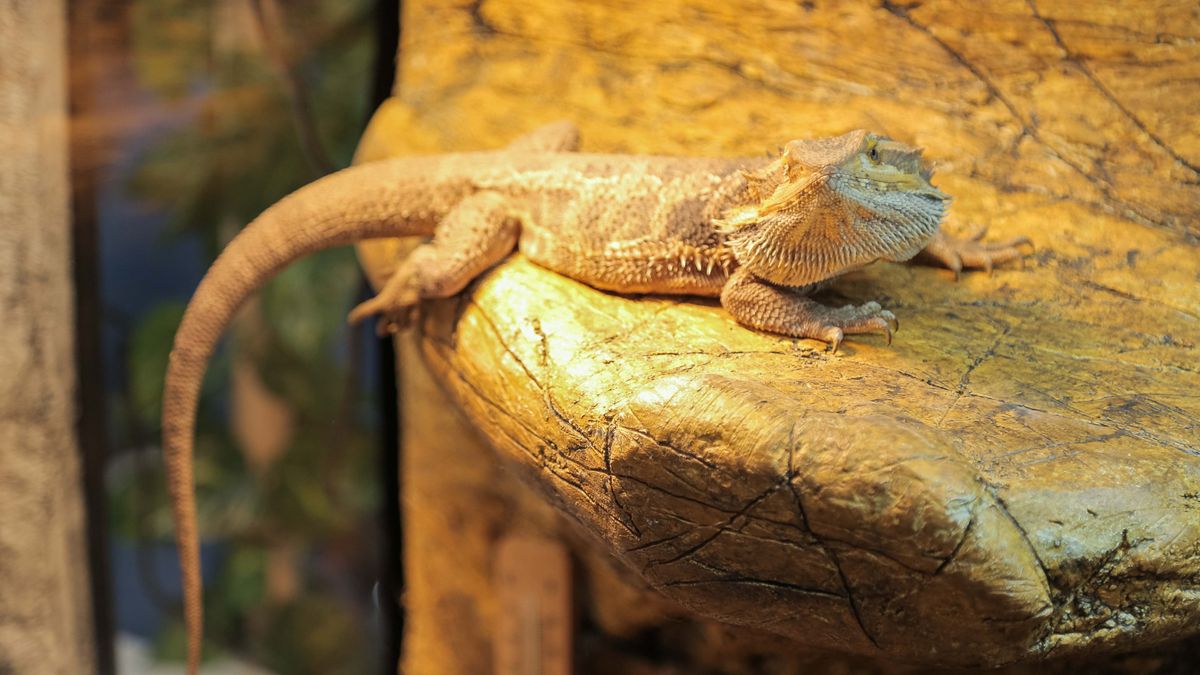 Elszökött egy szakállas agáma Kaposváron: erre figyeljen, aki különleges állatot tart