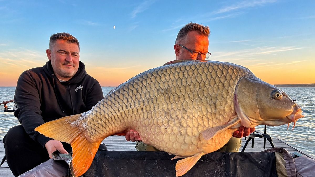 Egy csaknem 33 kilós pontyóriást fogott a pécsi pecás a Balatonból – hárman emelték ki a vízből a kapitális halat