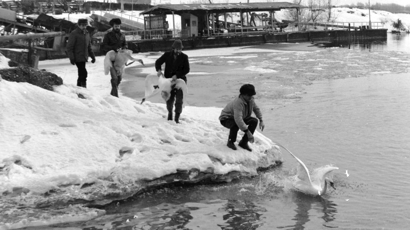 Így mentették meg a kimerült madarakat: a mezőcsokonyai hattyúk története 1987...