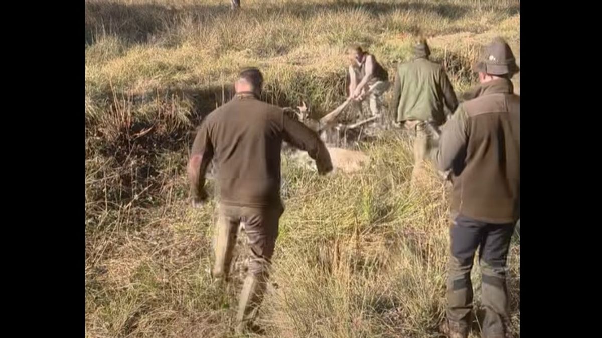 Összeakadt dámbikákat mentettek meg a vadászok – videón a különleges mentés
