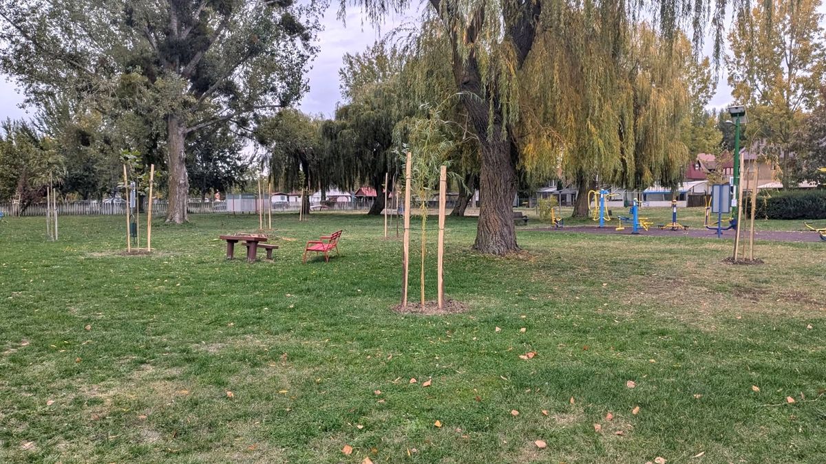 Balatonberényi strand: 23 új fát ültettek az árnyékos pihenésért